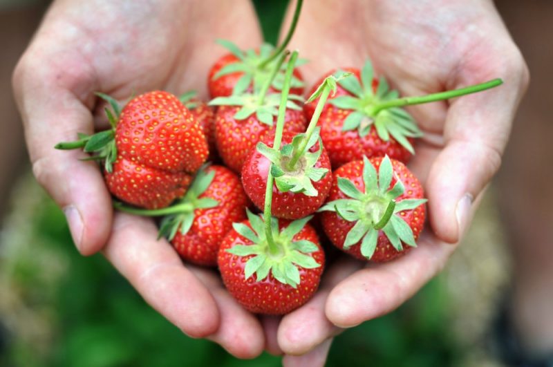 Come Conservare E Congelare Le Fragole Ricette Della Nonna