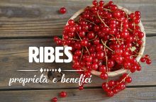 Ribes: proprietà, benefici e controindicazioni