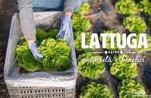 Lattuga: proprietà, benefici e controindicazioni