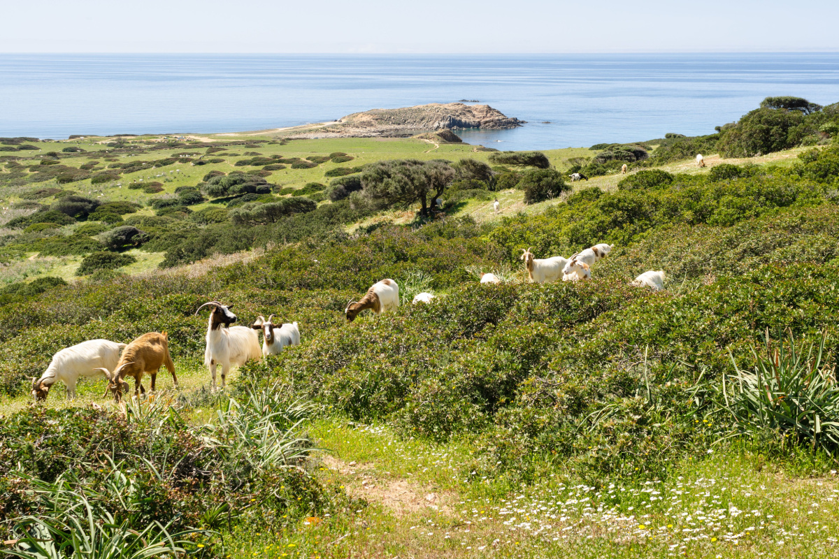 Capo Pecora, Sardegna