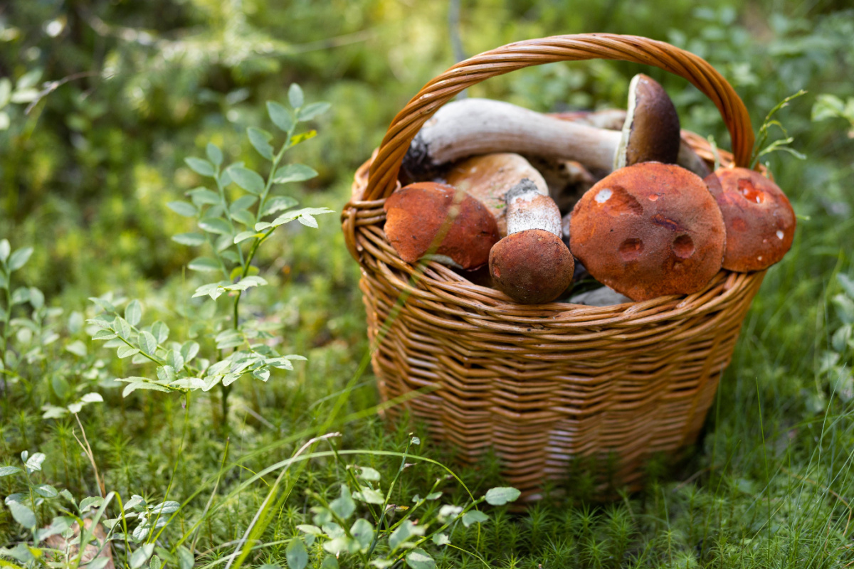 Funghi porcini freschi