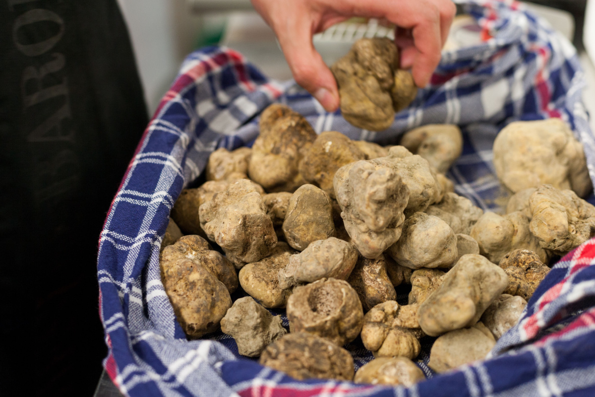 Tartufo bianco di Alba