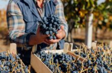 Come si fa il vino, 5 fasi dalla vendemmia all’invecchiamento da conoscere per fare il vino