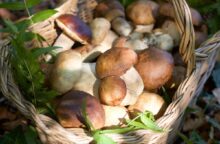 Come conservare i funghi porcini: freschi, secchi e sott’olio, le migliori tecniche per ogni esigenza