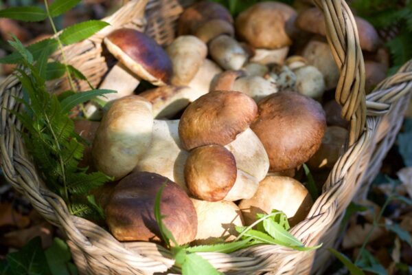 Come conservare i funghi porcini: freschi, secchi e sott’olio, le migliori tecniche per ogni esigenza