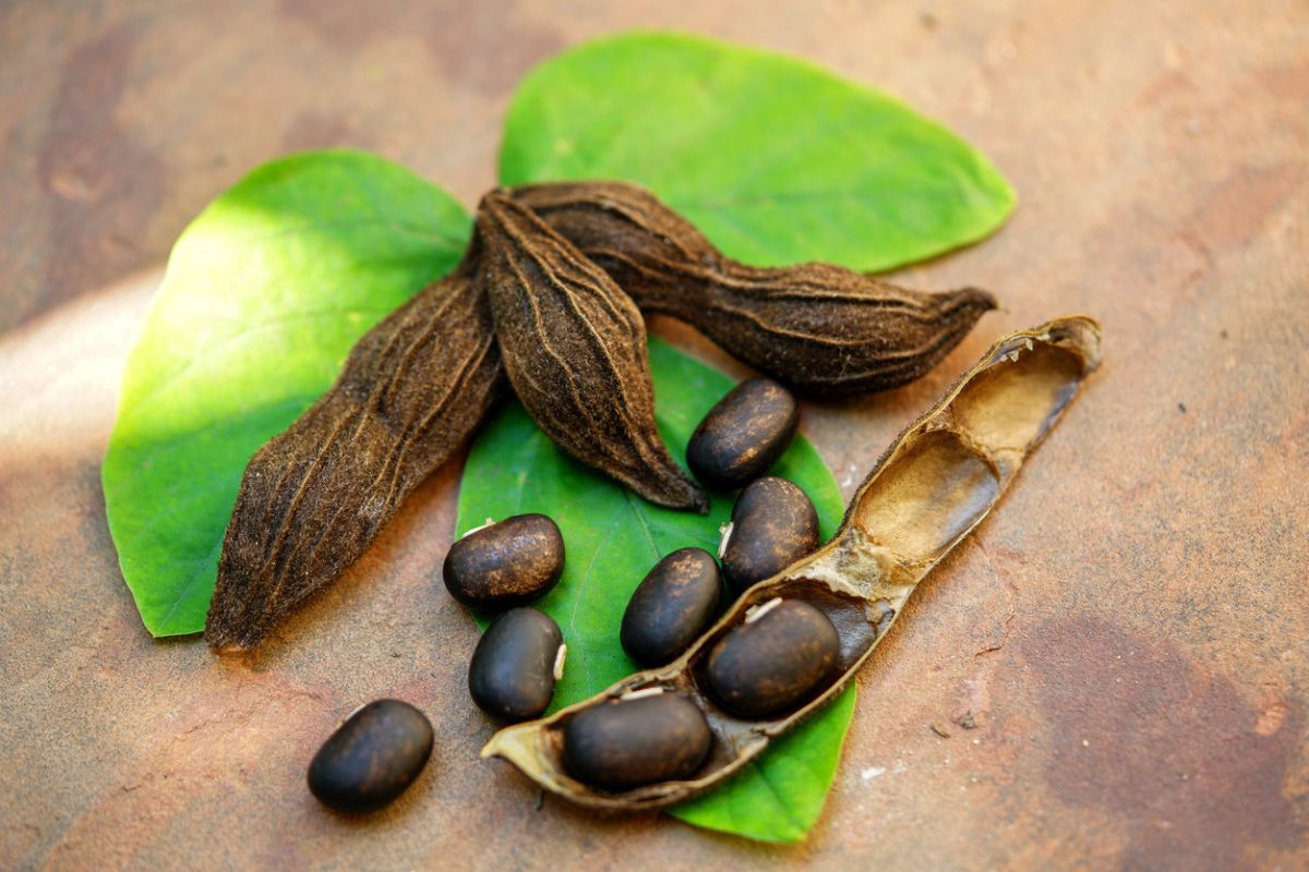 Mucuna pruriens