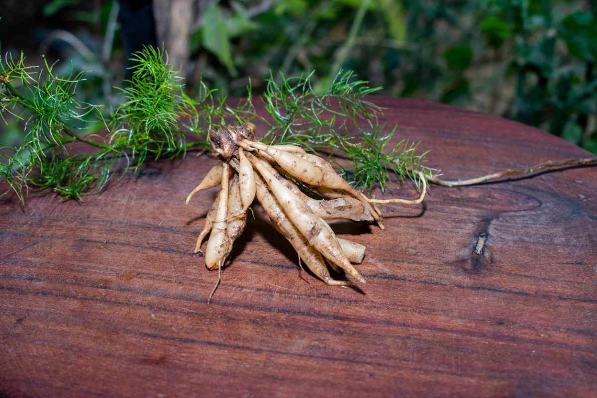 Shatavari, Asparagus Racemosus