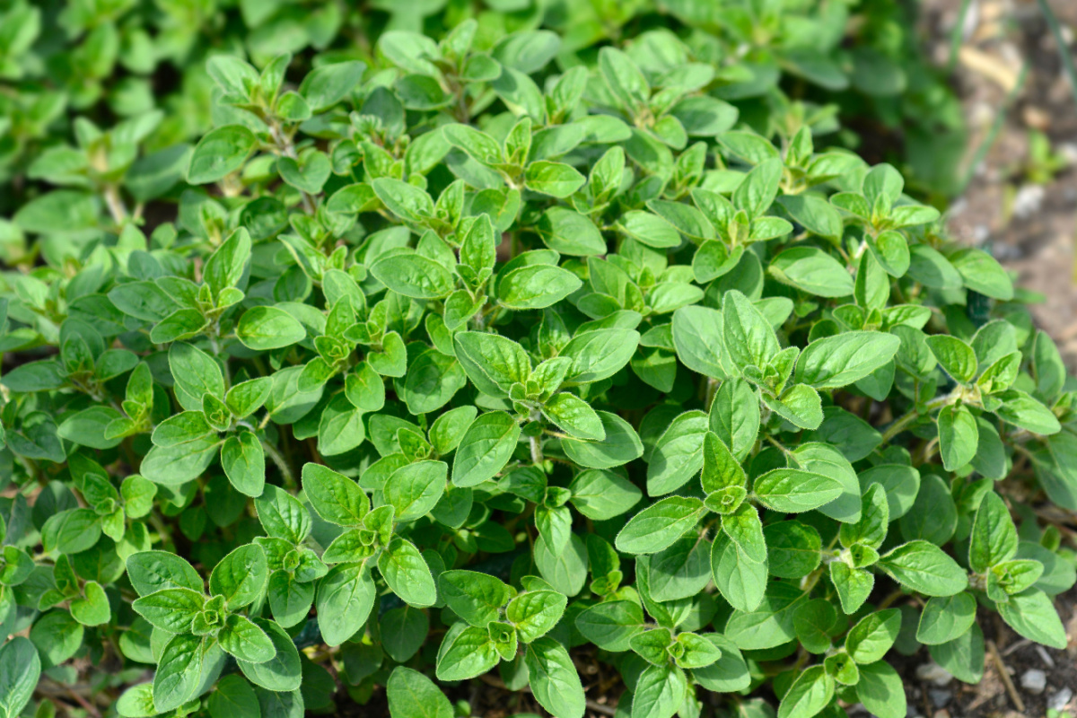 Origano comune, o Origanum vulgare